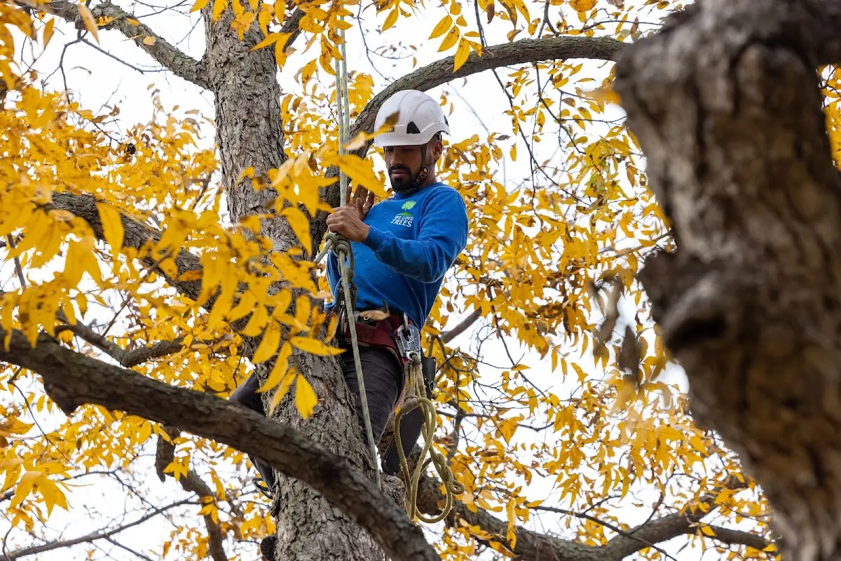 Skilled Storm Damage Cleanup crew working in Saint Charles